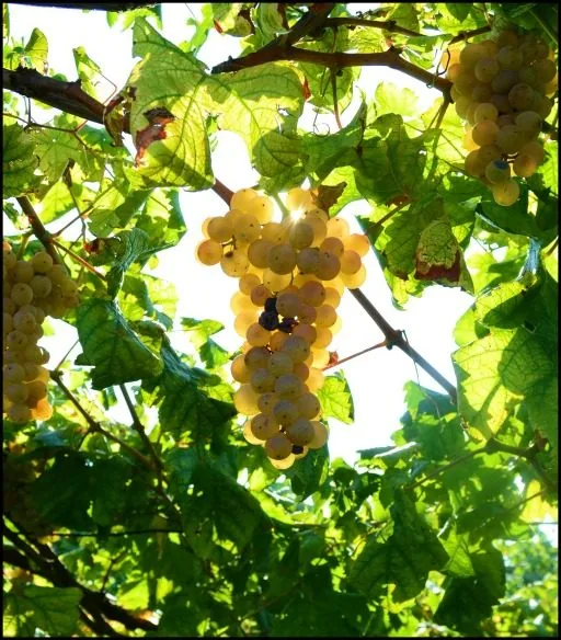 Grappoli dorati di uva Erbaluce tra le foglie della vite, in controluce