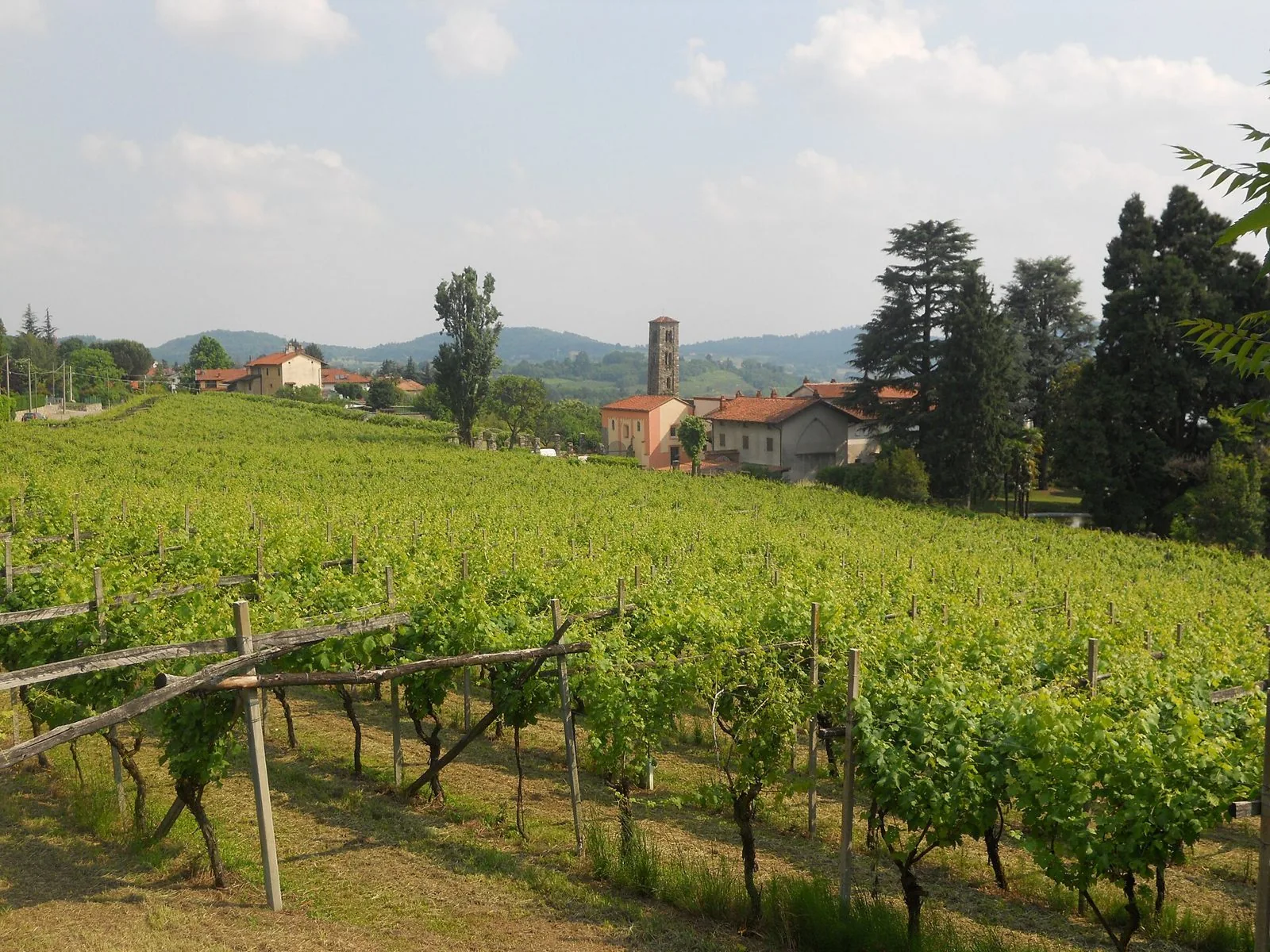 Filari di vite di Erbaluce allevati a pergola sulle colline moreniche, con un campanile e un piccolo borgo sullo sfondo