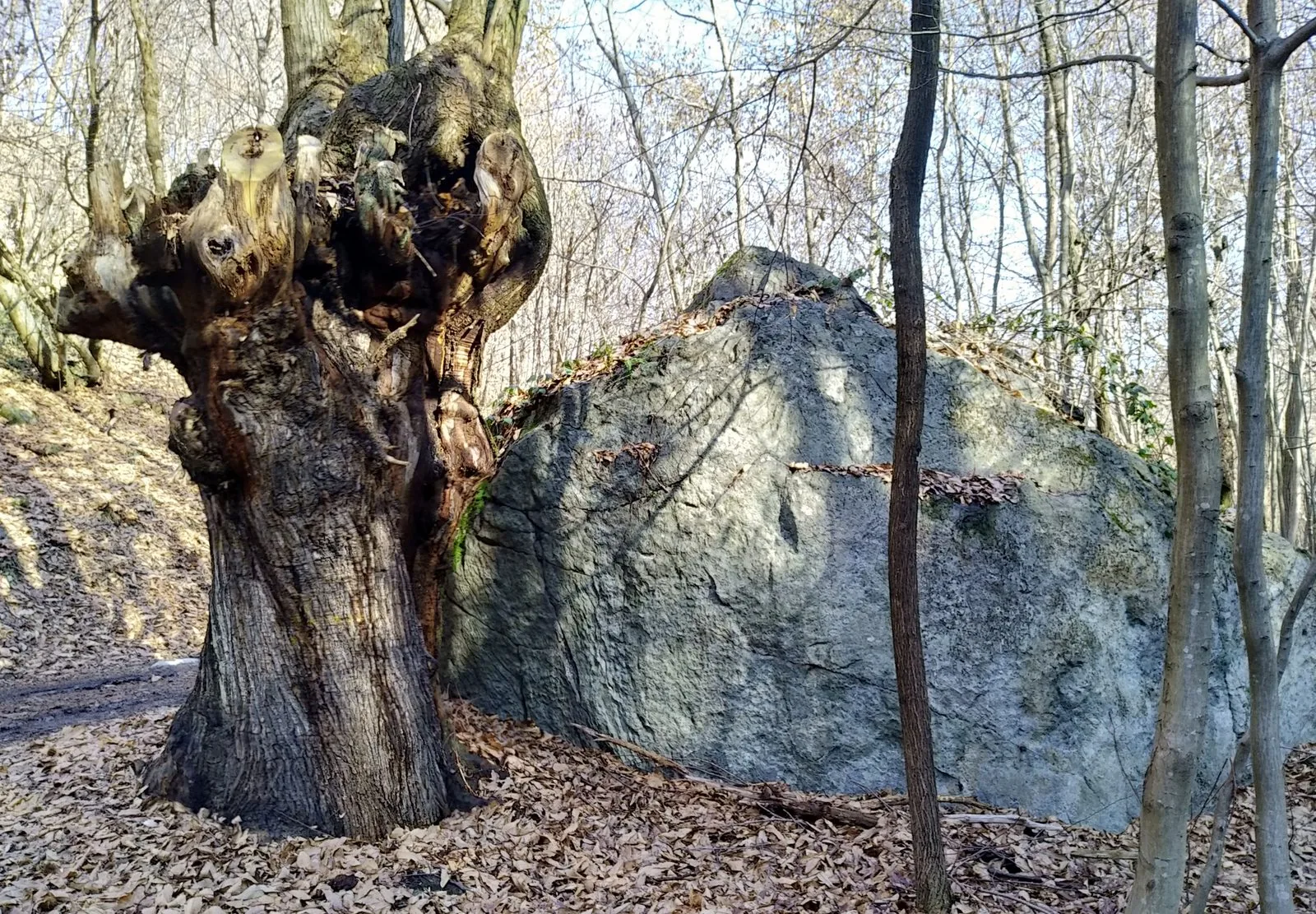 Bosco di castagni con un grande masso erratico e foglie secche sul sentiero, nell'Anfiteatro morenico di Ivrea